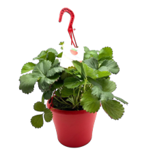 Aardbei hanging basket